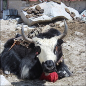 Yak takes a rest