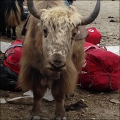 A yak free of our kit bags in Gorak Shep